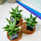 Sansevieria Snowlotus (#RA22) | Imported Indoor Snake Plant | 2" Planter