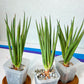 Sansevieria Silver Torch (#KW1) | Imported Indoor Snake Plant | 2.5" Planter