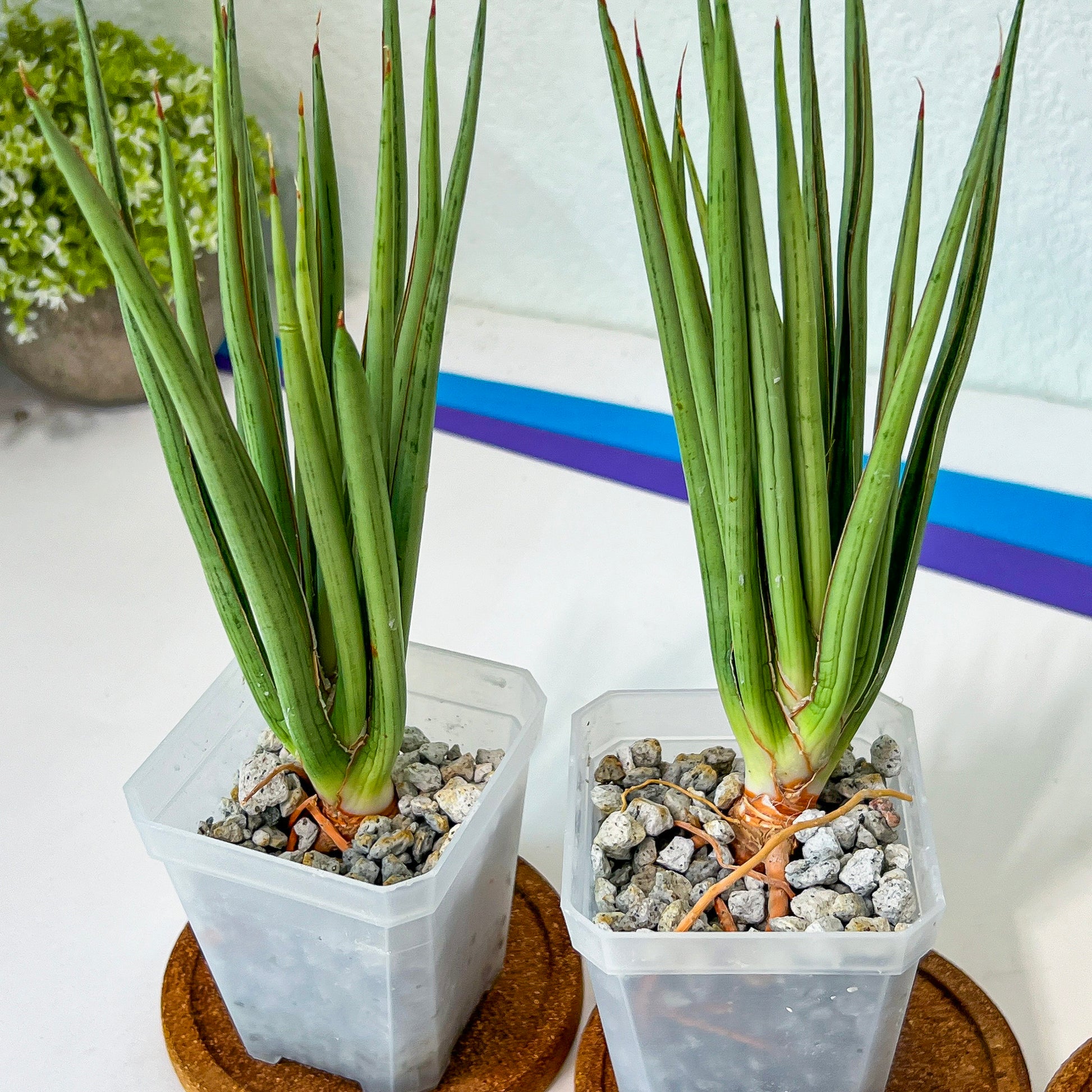 Sansevieria Silver Torch (#KW1) | Imported Indoor Snake Plant | 2.5" Planter