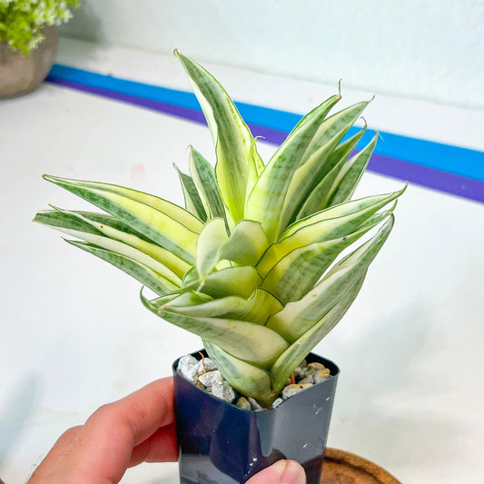 Sansevieria Gabrilla White (#RA10) | Imported Indoor Snake Plant | 2" Planter