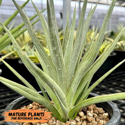 Sansevieria Silver Torch (#KW1) | Imported Snake Plants
