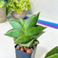 Sansevieria Bilbao (#AC42) | Imported Indoor Snake Plant | 2" Planter