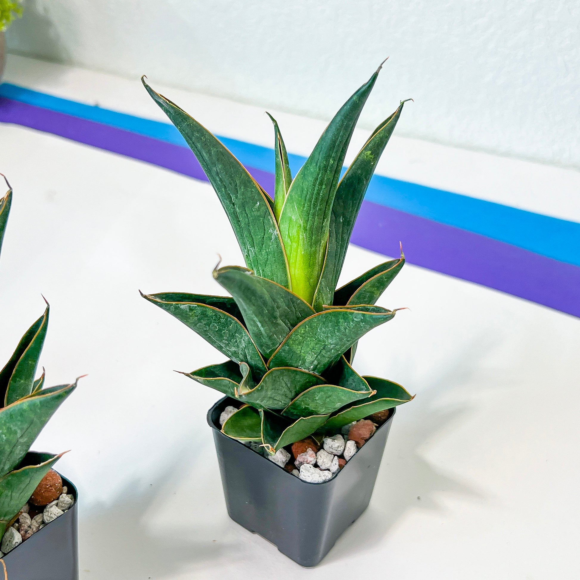 Sansevieria Nilakan (#PH3) | Imported Indoor Snake Plant | 2" Planter