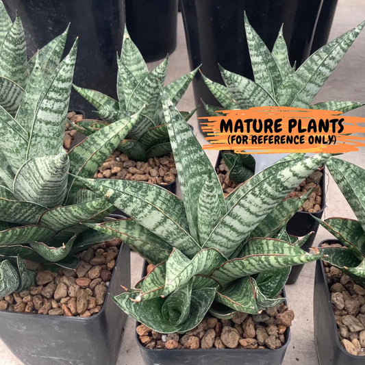 Sansevieria Otello (#PH5) | Imported Indoor Snake Plant | 2" Planter