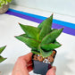 Sansevieria Opera House (#AC40) | Imported Indoor Snake Plant | 2" Planter