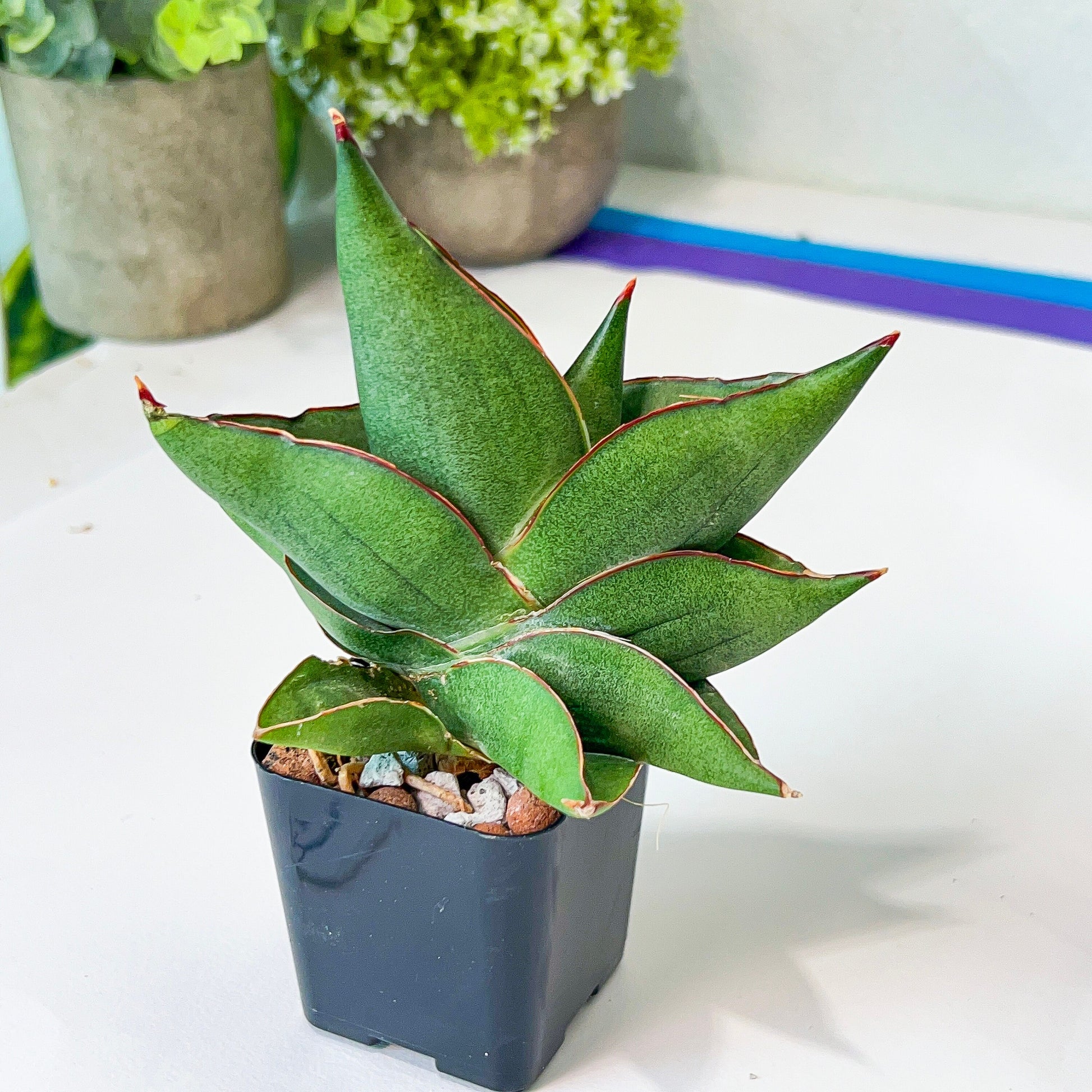 Sansevieria Opera House (#AC40) | Imported Indoor Snake Plant | 2" Planter