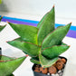 Sansevieria Opera House (#AC40) | Imported Indoor Snake Plant | 2" Planter