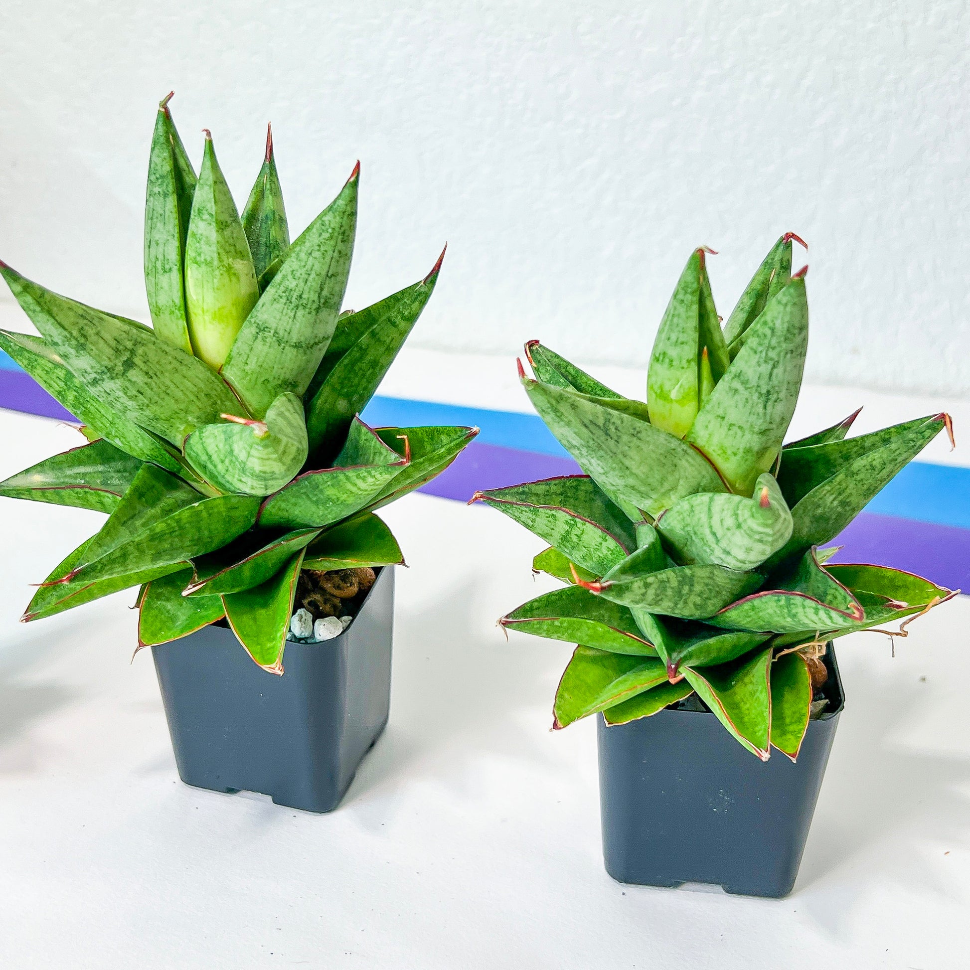 Sansevieria Apollo (#PH15) | Imported Indoor Snake Plant | 2" Planter