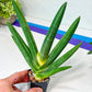 Sansevieria Boncel shadow (#PH16) | Imported Indoor Snake Plant | 2" Planter