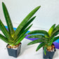 Sansevieria Boncel shadow (#PH16) | Imported Indoor Snake Plant | 2" Planter