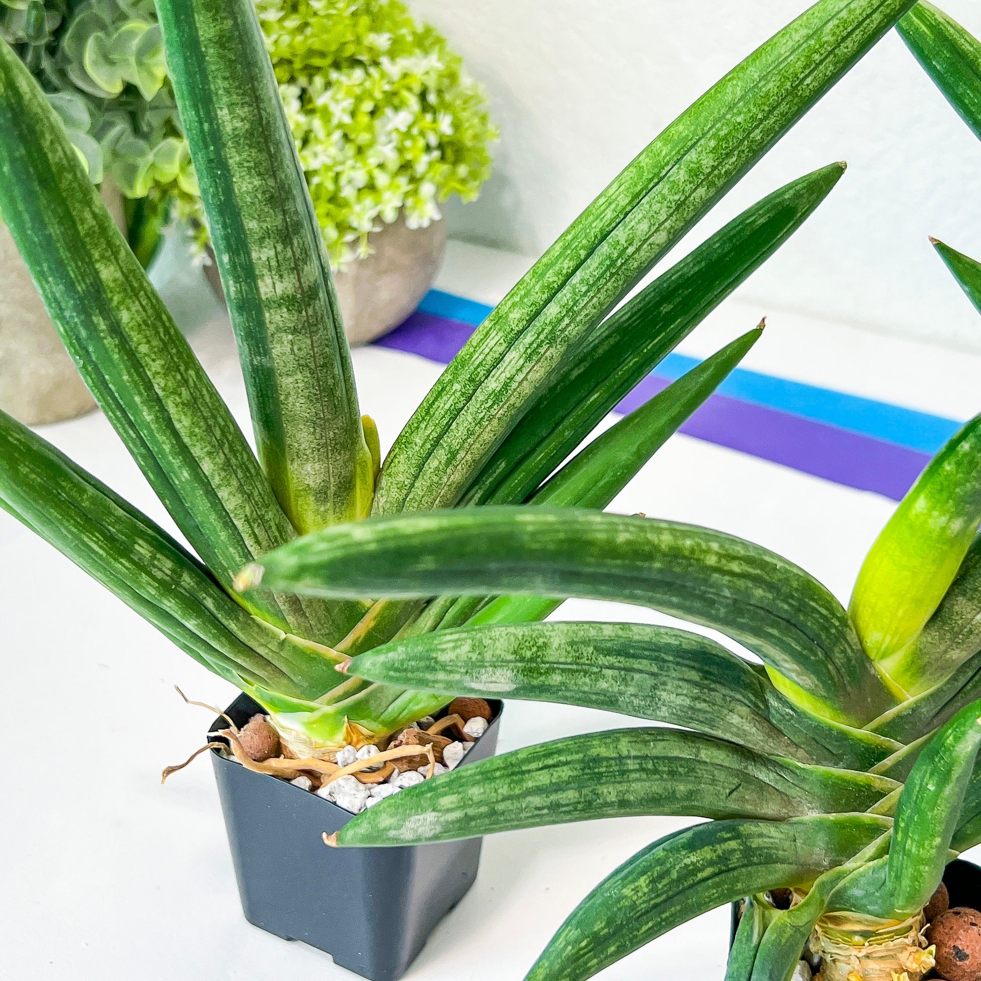 Sansevieria Boncel shadow (#PH16) | Imported Indoor Snake Plant | 2" Planter