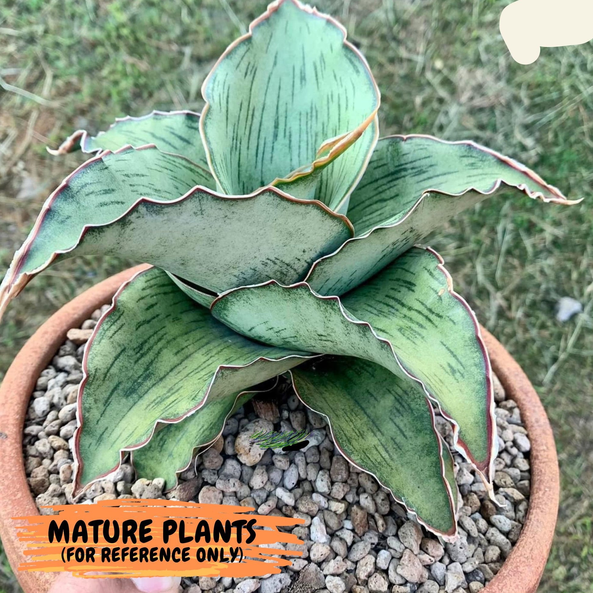 Sansevieria As Silk (ca2) (1) | Rare House Plant