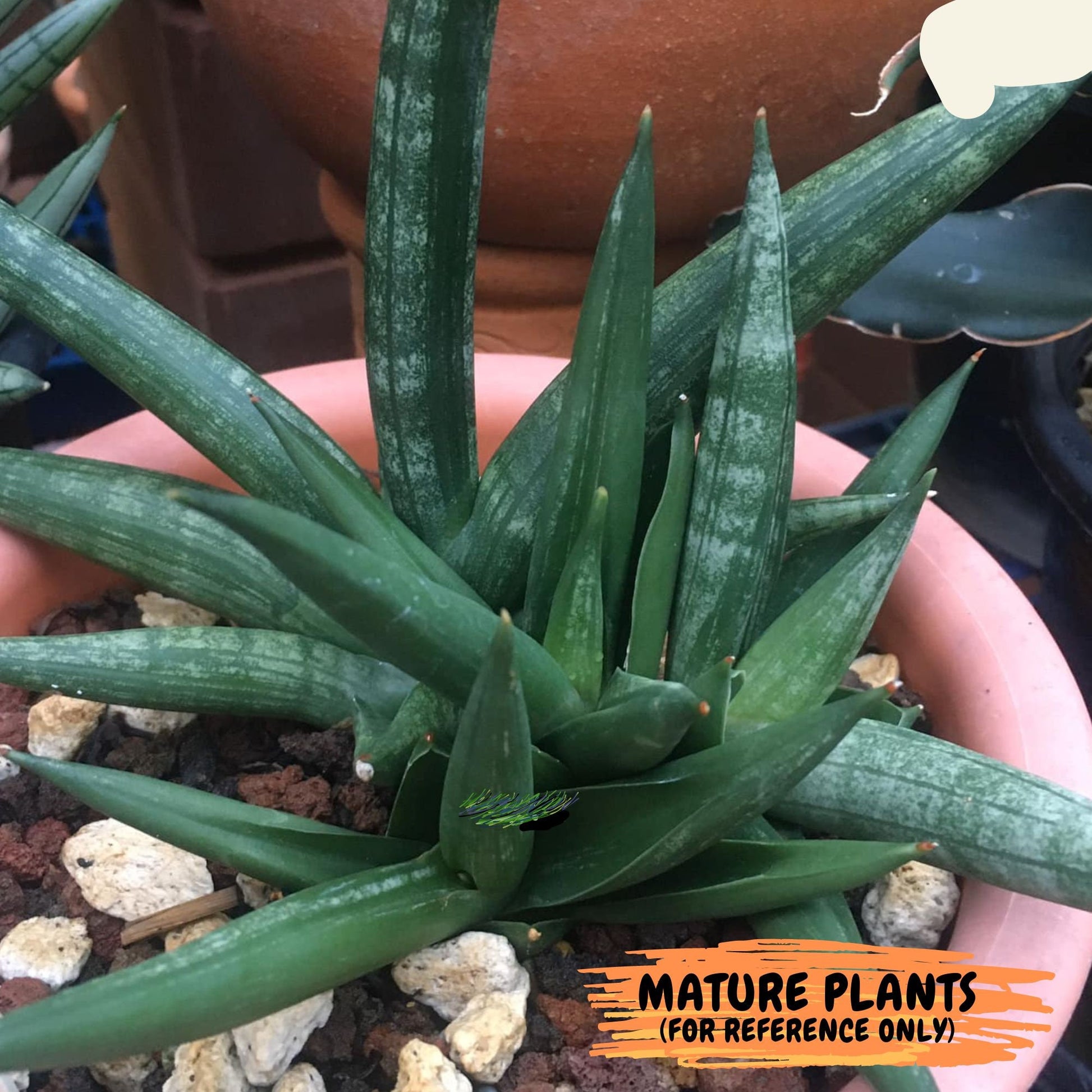 Sansevieria Boncel shadow (#PH16) | Imported Indoor Snake Plant | 2" Planter