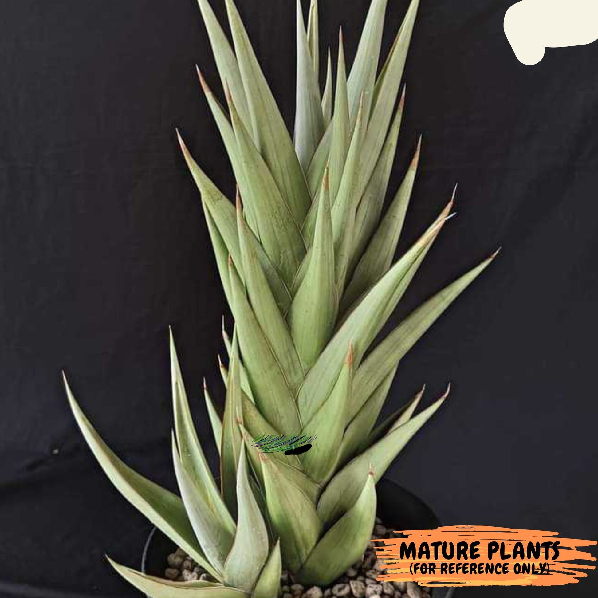 Sansevieria Silent Song (5) | Rare Imported Hybrids