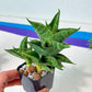 Sansevieria Sindoro (#RA13) | Imported Indoor Snake Plant | 2" Planter