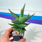 Sansevieria Plabu (#PH22) | Imported Indoor Snake Plant | 2" Planter