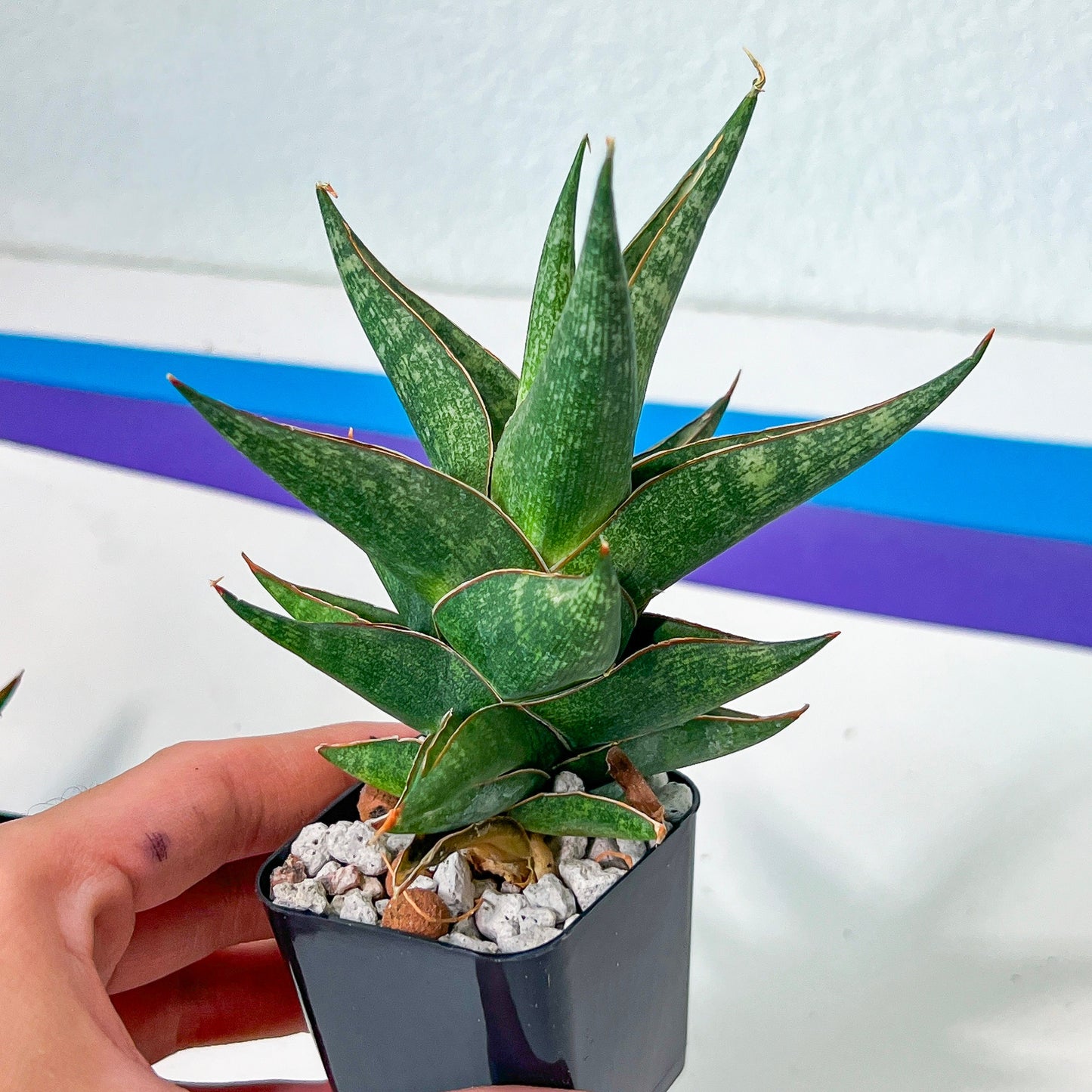 Sansevieria Plabu (#PH22) | Imported Indoor Snake Plant | 2" Planter