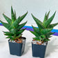 Sansevieria Plabu (#PH22) | Imported Indoor Snake Plant | 2" Planter