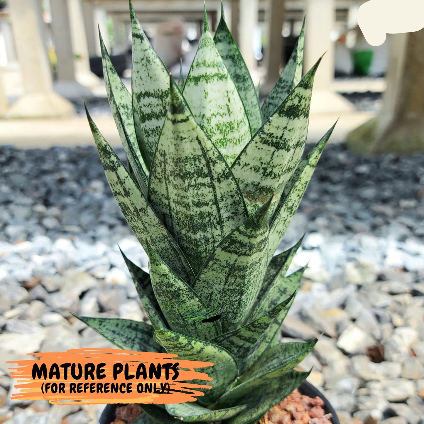 Sansevieria Ehrendel (#PH12) | Rare Hybrids | 2" Pot