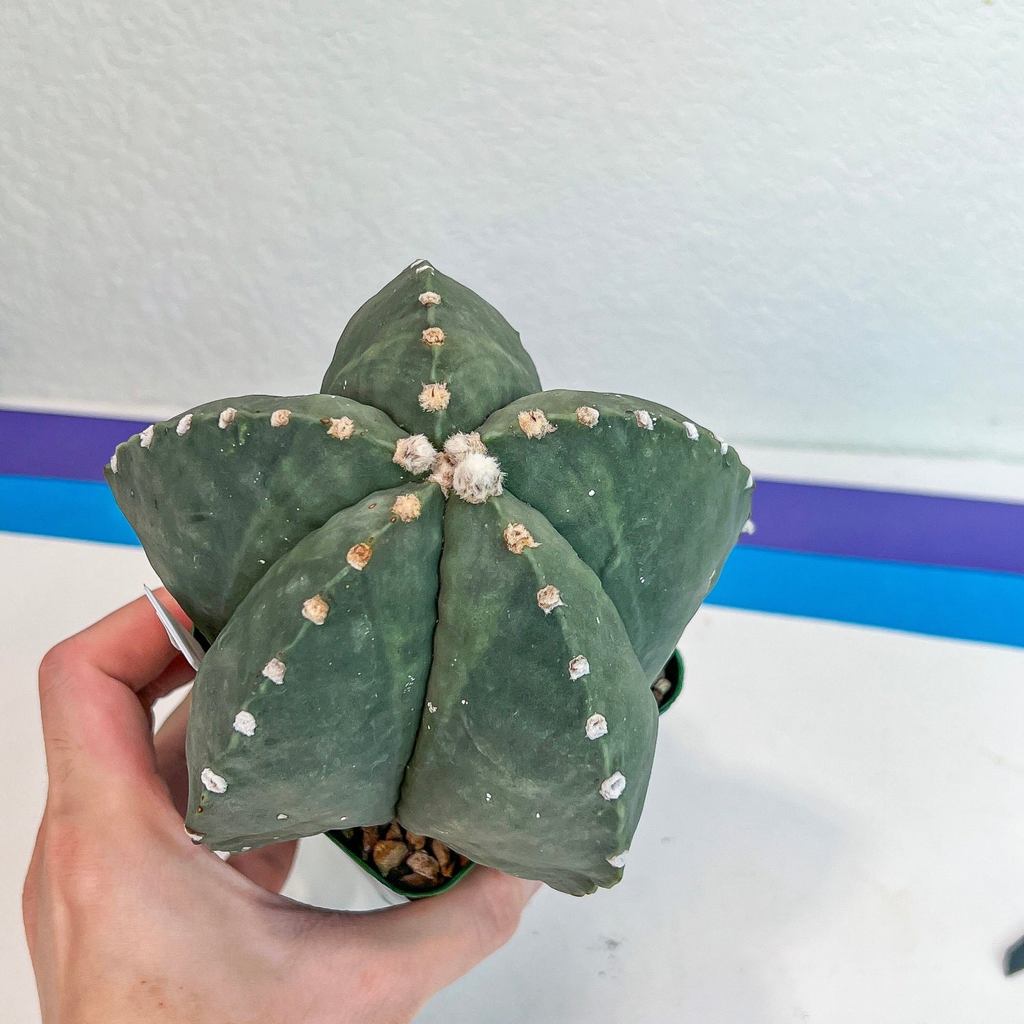 Large Astro Cactus (#XL5) | Very Rare From Japan | Myriostigma Cactus | Echeveria