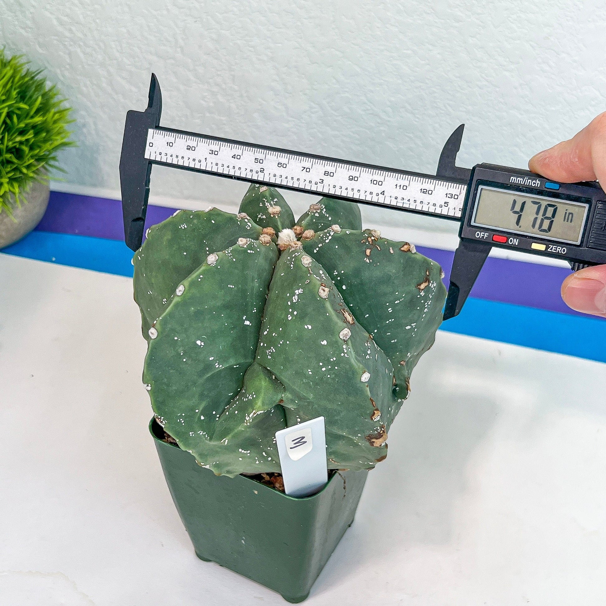 Large Astro Cactus Fukryu Kabuto (#XL30) | Very Rare From Japan | Cactus | Echeveria