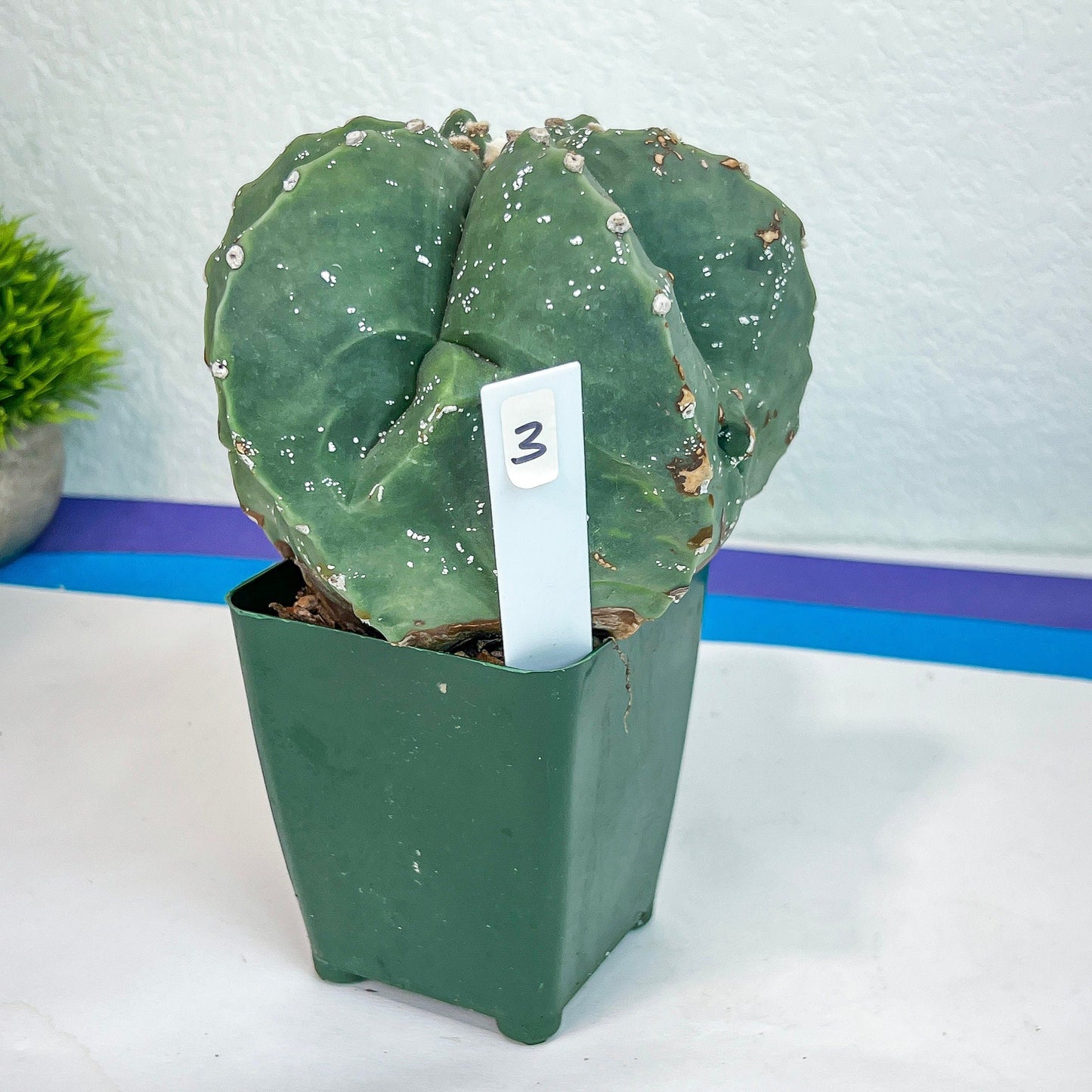 Large Astro Cactus Fukryu Kabuto (#XL30) | Very Rare From Japan | Cactus | Echeveria