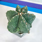 Large Astro Cactus Fukryu Kabuto (#XL30) | Very Rare From Japan | Cactus | Echeveria