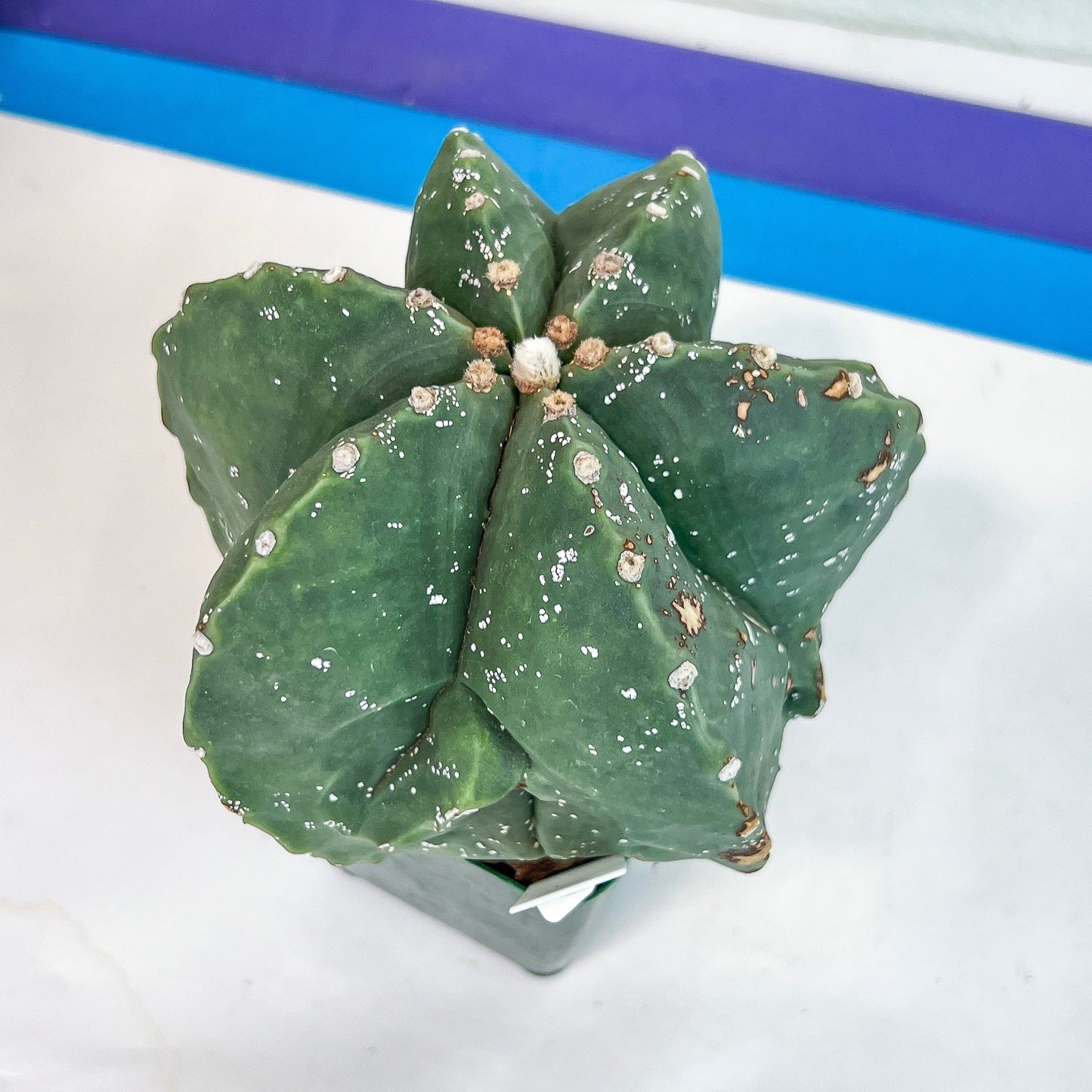 Large Astro Cactus Fukryu Kabuto (#XL30) | Very Rare From Japan | Cactus | Echeveria