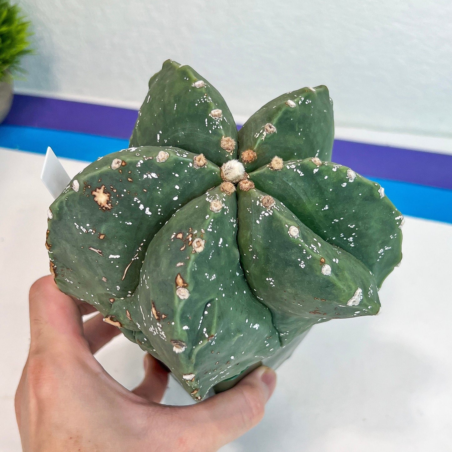Large Astro Cactus Fukryu Kabuto (#XL30) | Very Rare From Japan | Cactus | Echeveria