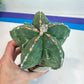 Large Astro Cactus Fukuryu Kabuto (#XL1) | Very Rare From Japan | Myriostigma Cactus | Echeveria