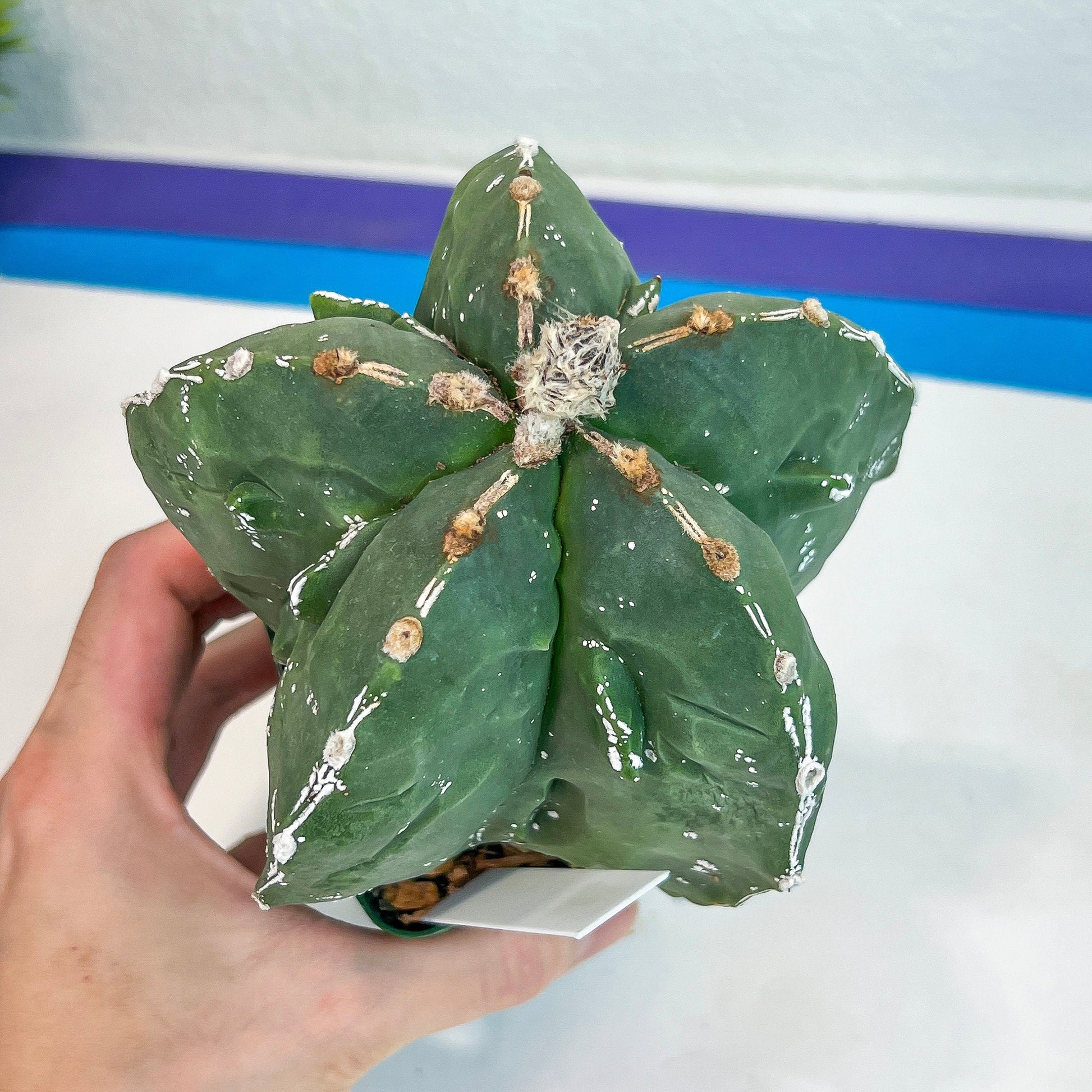 Large Astro Cactus Fukuryu Kabuto (#XL1) | Very Rare From Japan | Myriostigma Cactus | Echeveria