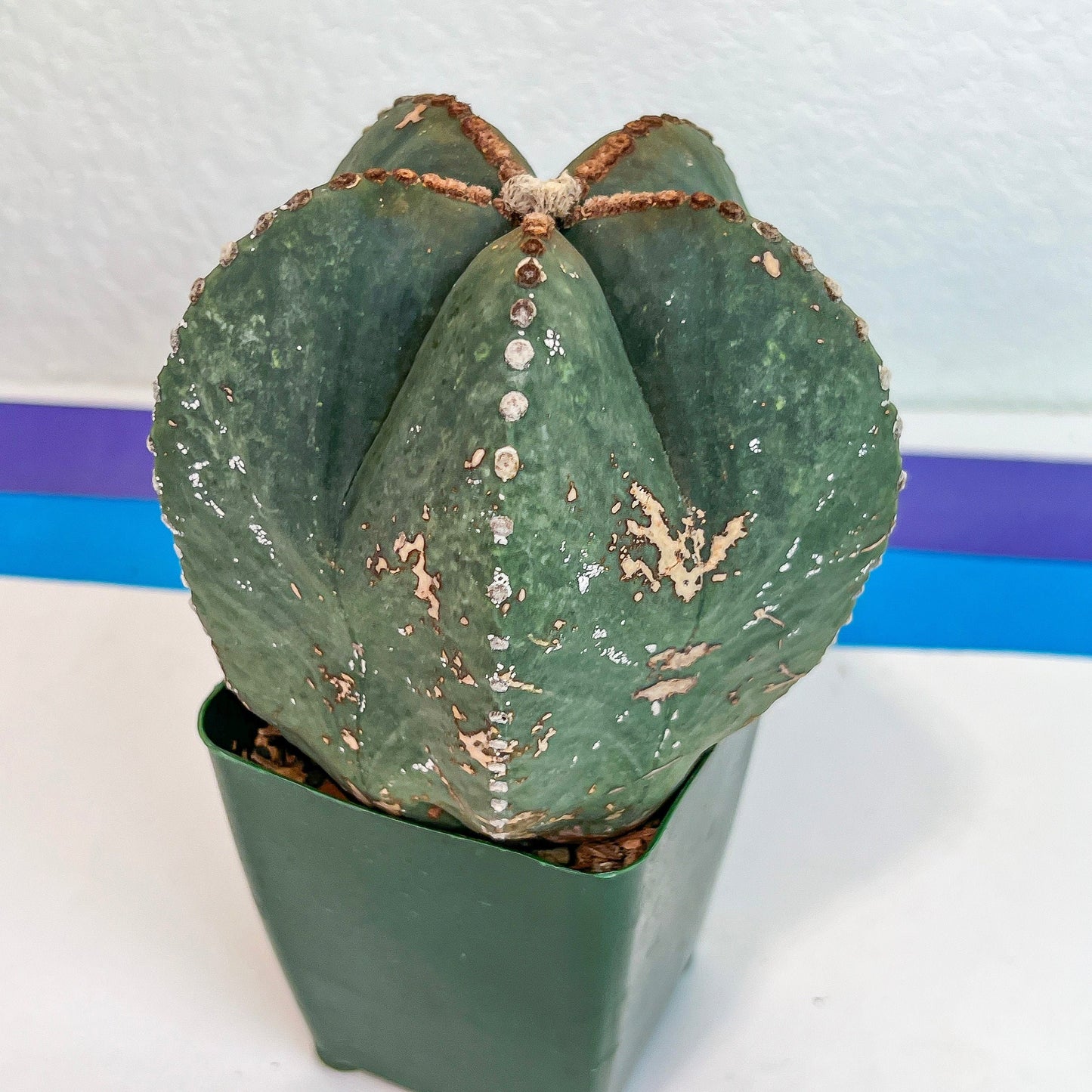 Large Astro Cactus (#XL8) | Very Rare From Japan | Myriostigma Cactus | Echeveria