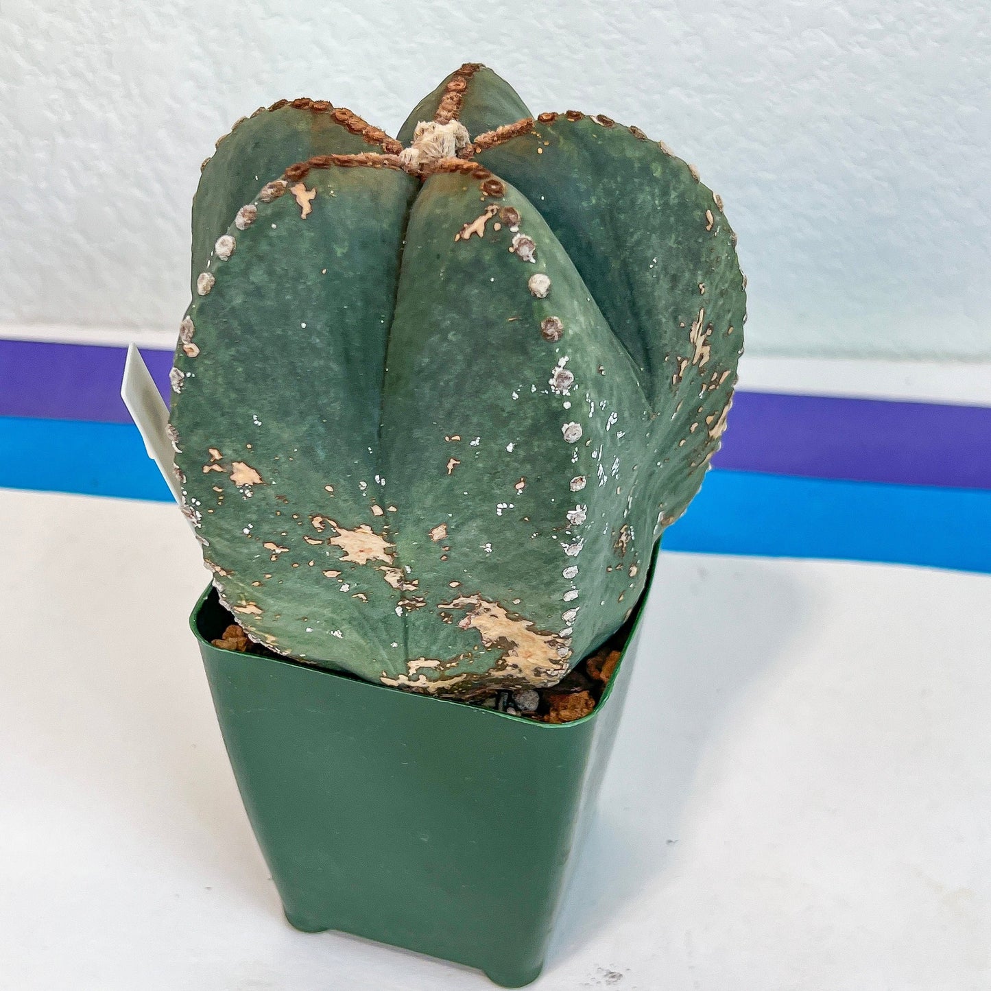 Large Astro Cactus (#XL8) | Very Rare From Japan | Myriostigma Cactus | Echeveria