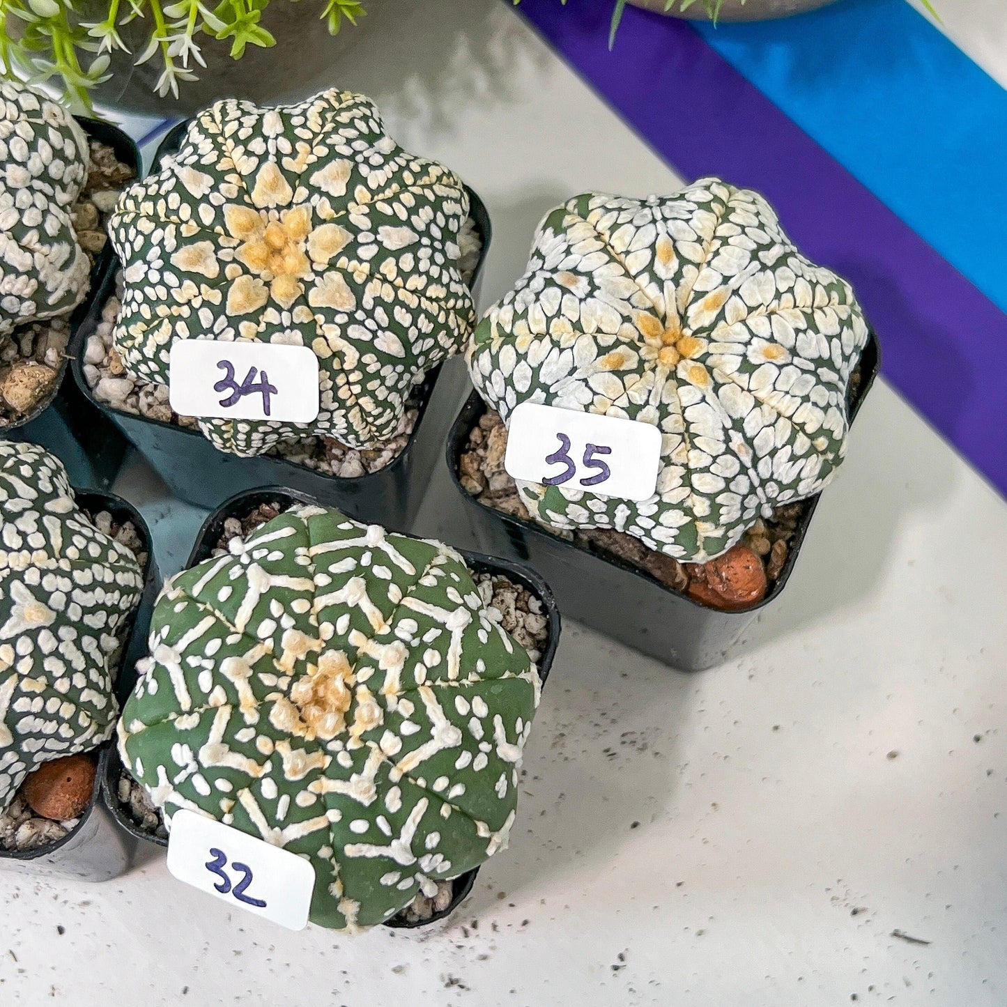 V-type Cactus Astro (#TD31~45) | Rare From Japan | Myriostigma succulent| In 2Inch Planter