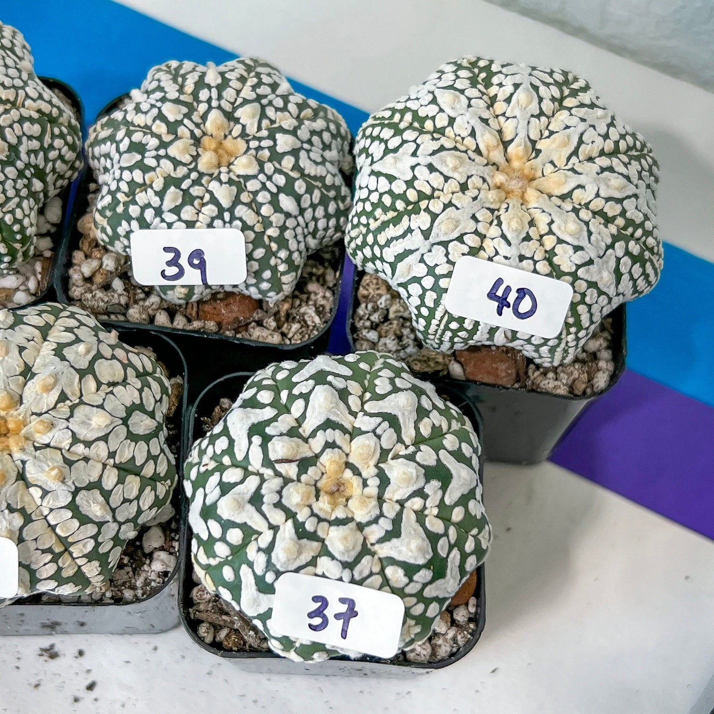 V-type Cactus Astro (#TD31~45) | Rare From Japan | Myriostigma succulent| In 2Inch Planter