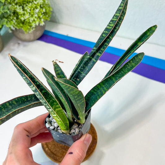 Sansevieria Singularis Cluster (#RA27) | Imported Indoor Snake Plant | 2" Planter