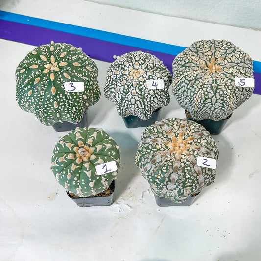 Astrocactus SUPERKABUTO (#TH1~9) | Succulents From Japan | Myriostigma | 2.8~3.6+ Inch