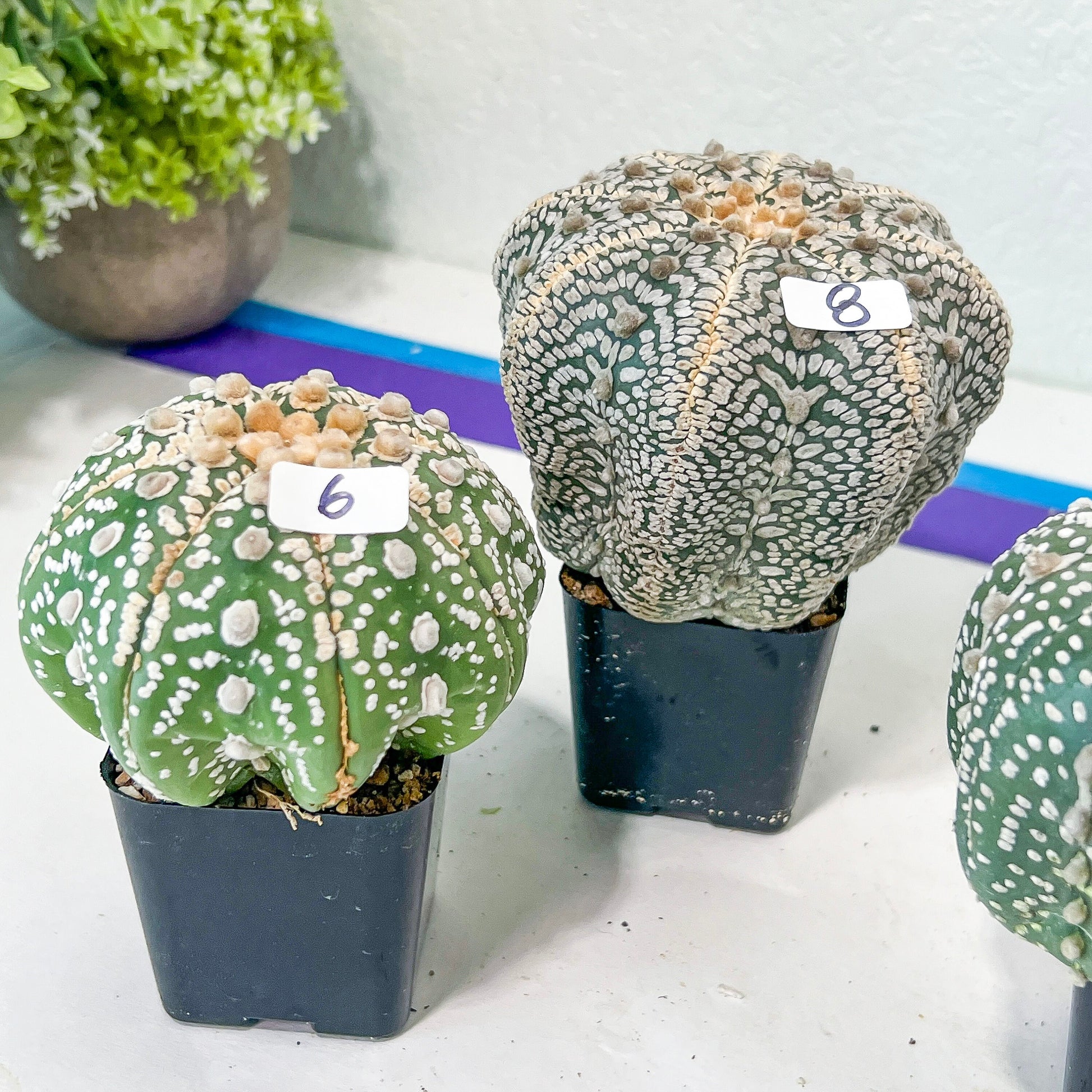 Astrocactus SUPERKABUTO (#TH1~9) | Succulents From Japan | Myriostigma | 2.8~3.6+ Inch