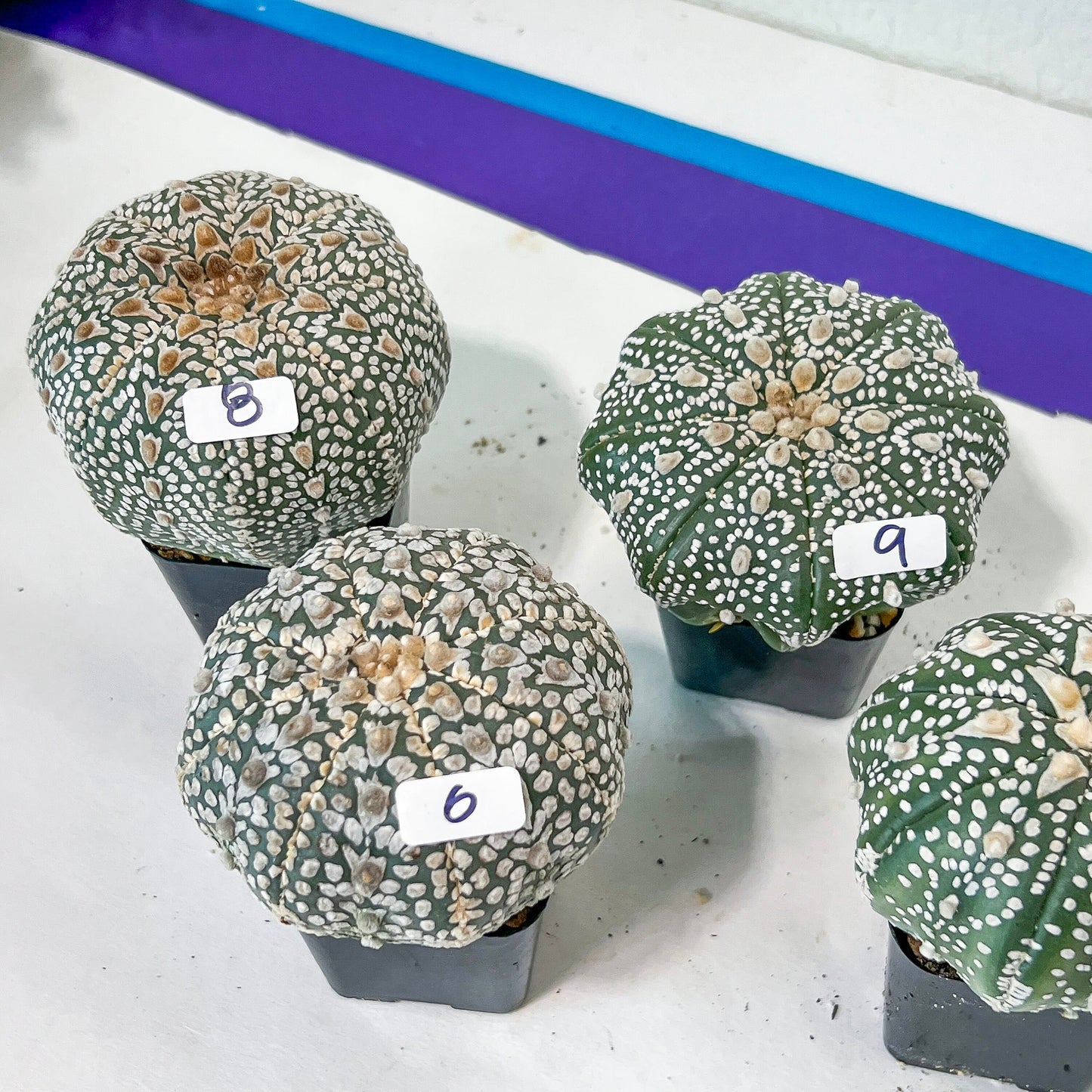 Astrocactus SUPERKABUTO (#TJ1~9) | Succulents From Japan | Myriostigma | 2.5+ Inch