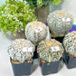 AstroPlant V-type (#To1~16) | Myriostigma From Japan | Succulents | 2" Planter