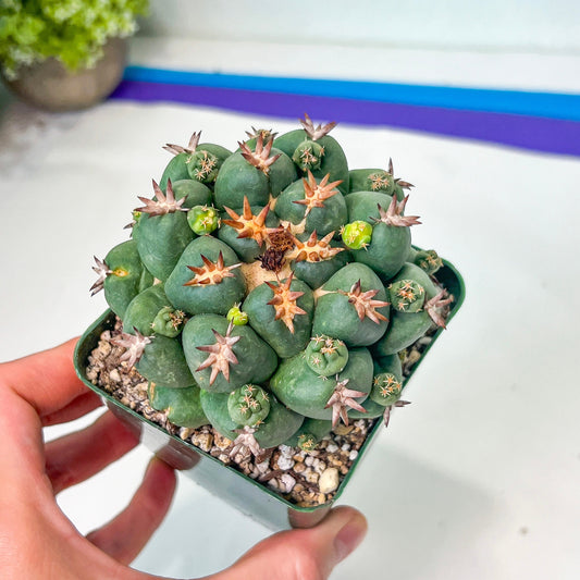 Coryphantha Elephantidens Var. Tanshi (M46) | Rare Cactus | Very Rare Import