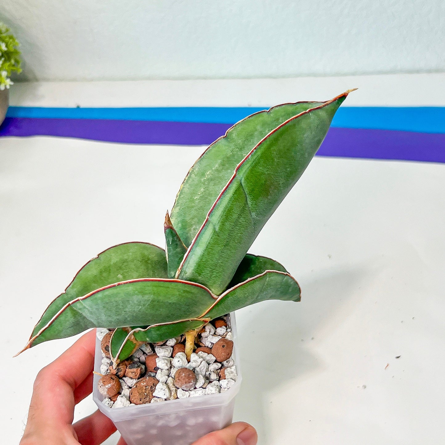 Sansevieria Banana (#H1) | Bird Nest Plants | Rare Imported Plants