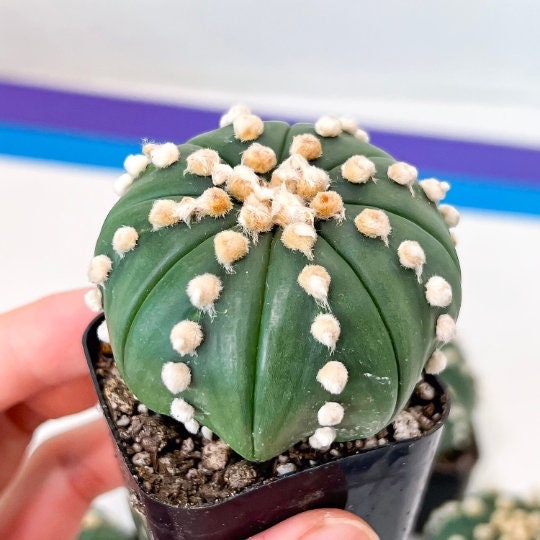 Cactus Astro Oobito | Very Rare From Japan | succulent Cactus | Echeveria | succulents