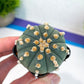 Cactus Astro Oobito | Very Rare From Japan | succulent Cactus | Echeveria | succulents