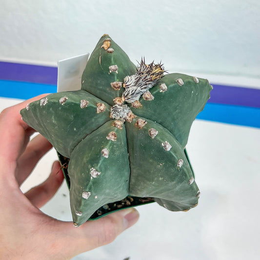 Large Astro Cactus Fukuryu Kabuto (#XL3) | Very Rare From Japan | Myriostigma Cactus | Echeveria