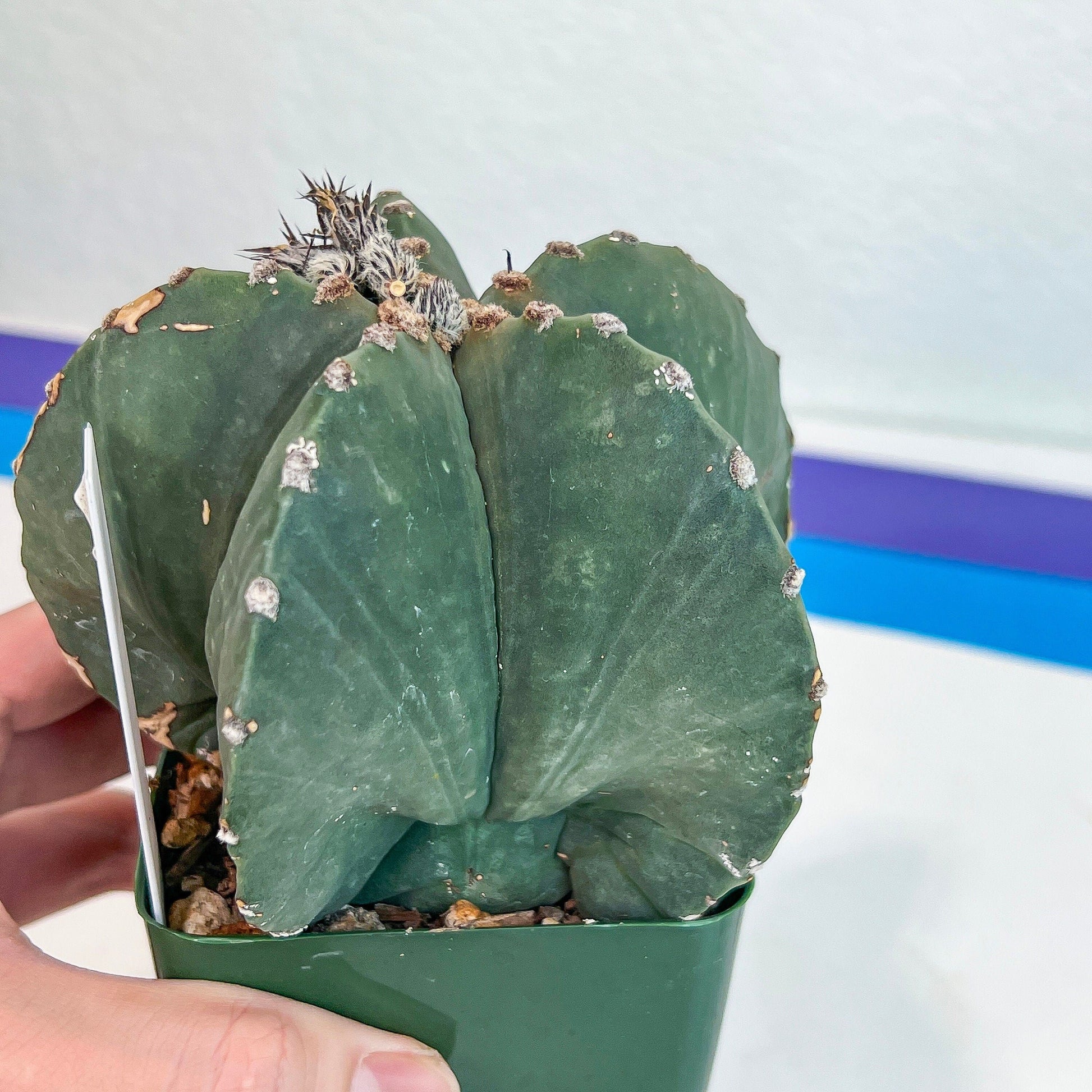 Large Astro Cactus Fukuryu Kabuto (#XL3) | Very Rare From Japan | Myriostigma Cactus | Echeveria