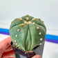 Rare Astrophytum-5 Ribs | Very Rare From Japan | succulent Cactus | In 2Inch planter