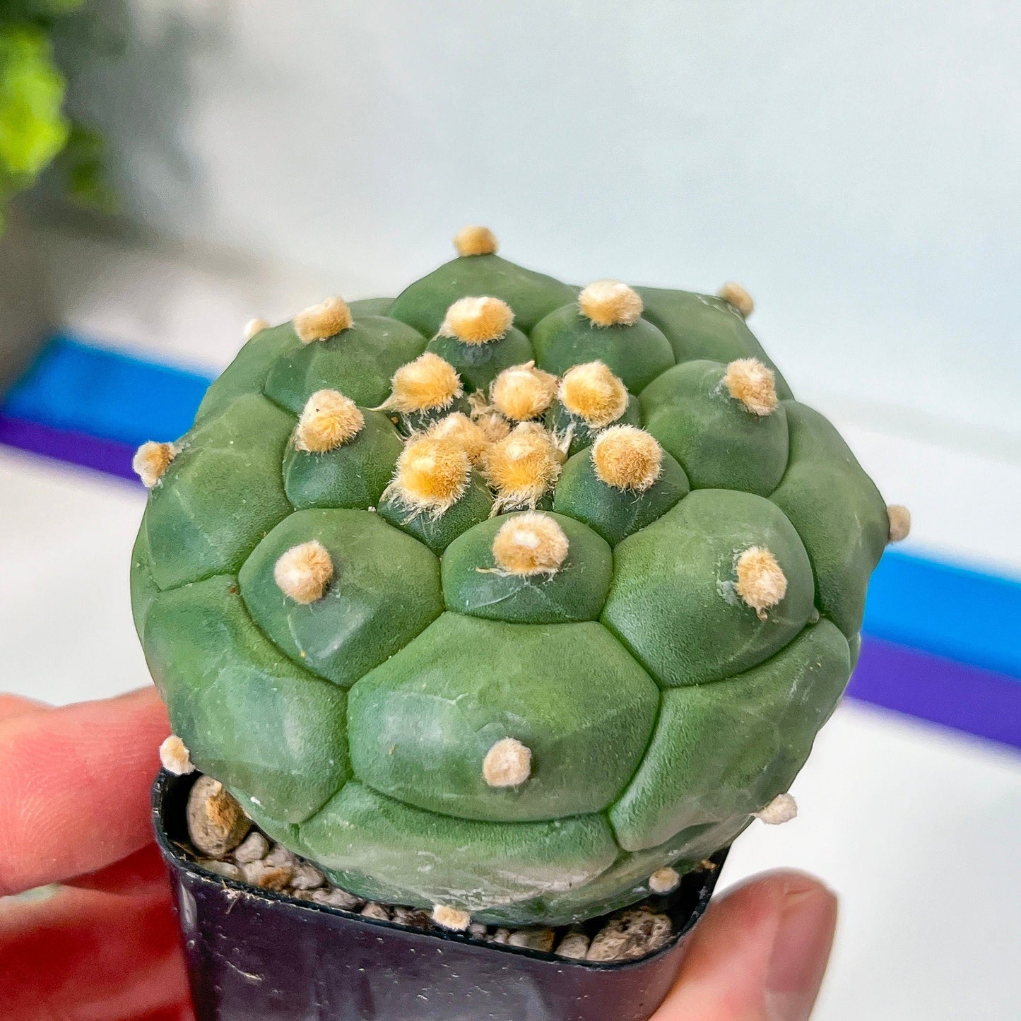 Kikko Astrophytum Cactus | Very Rare From Japan | succulent | In 2Inch planter