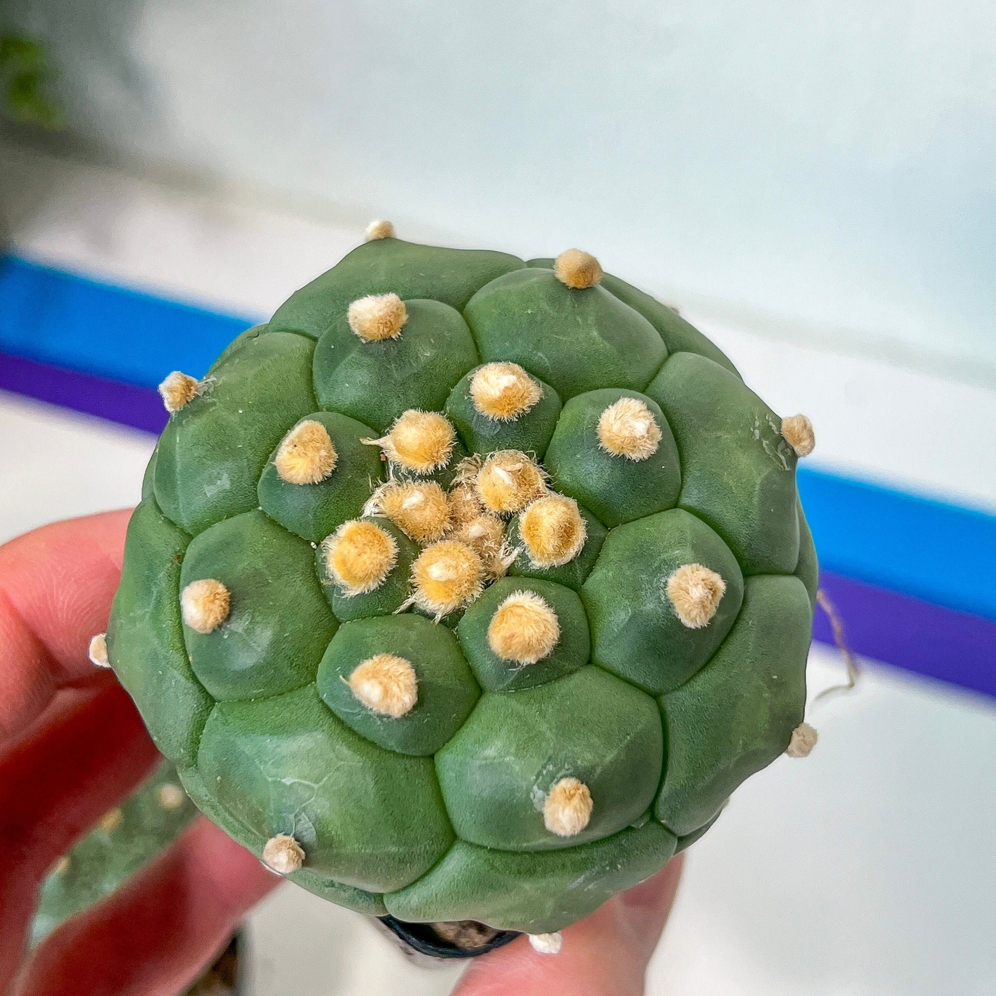 Kikko Astrophytum Cactus | Very Rare From Japan | succulent | In 2Inch planter