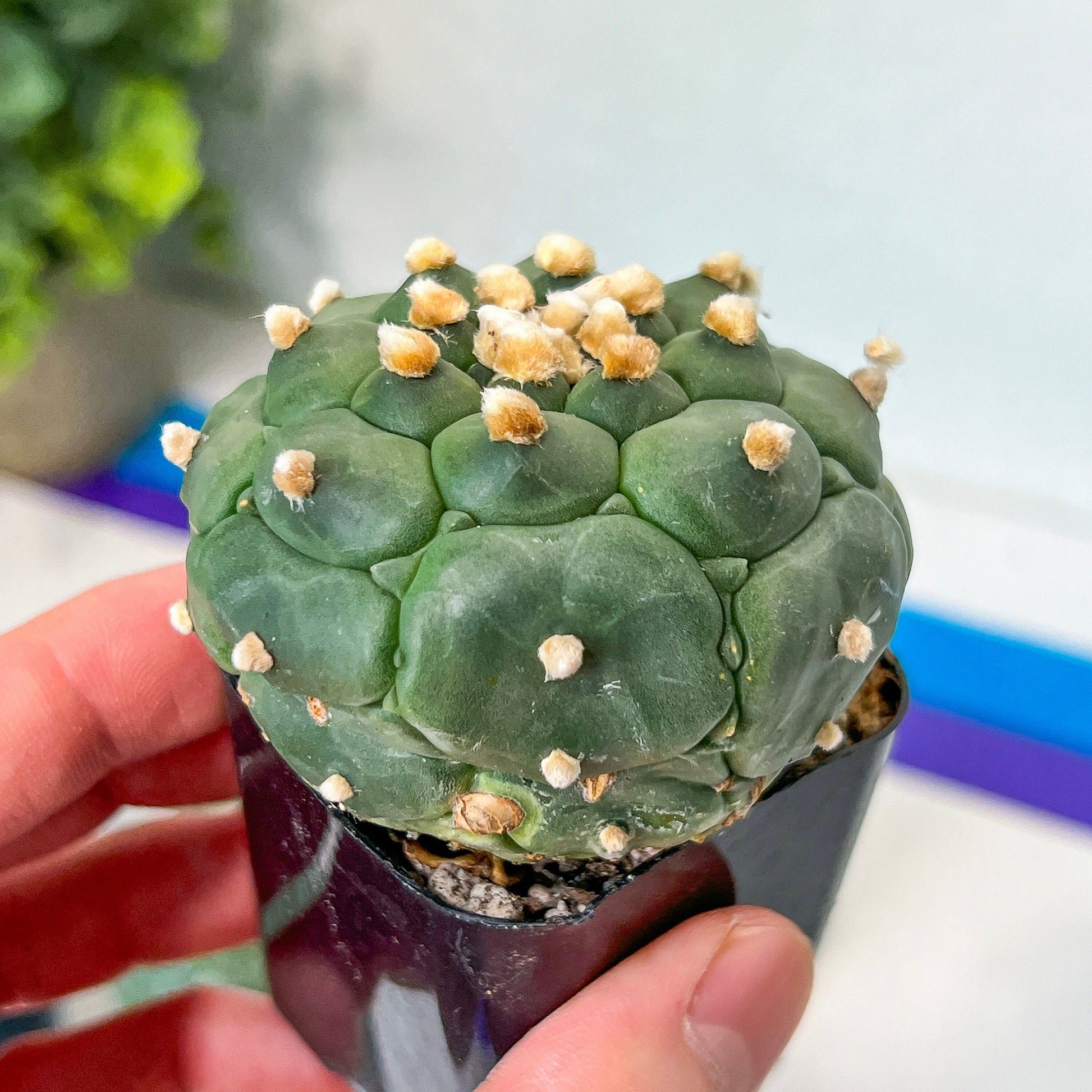 Kikko Astrophytum Cactus | Very Rare From Japan | succulent | In 2Inch planter